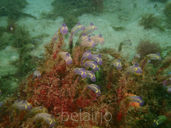 Clavelina meridionalis