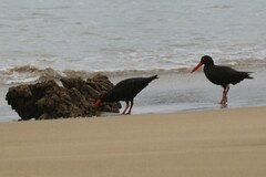 Haematopus fuliginosus