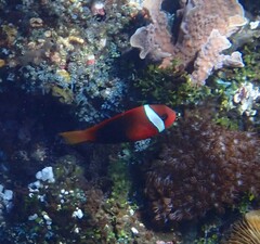 Amphiprion melanopus