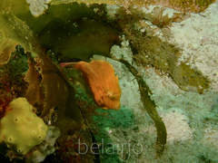 Brachaluteres jacksonianus