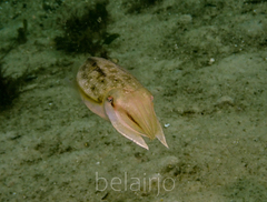 Sepia plangon