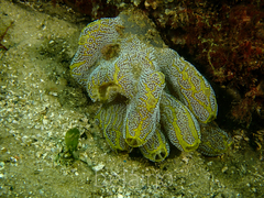 Botrylloides magnicoecus