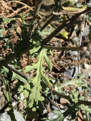 Senecio squalidus rupestris