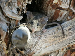 Peromyscus truei