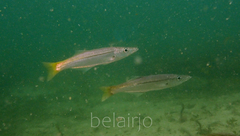 Dinolestes lewini