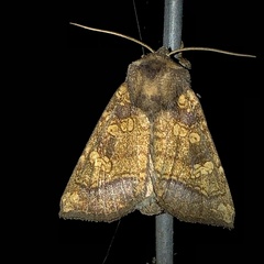 Papaipema cataphracta