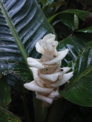 Goeppertia leucostachys