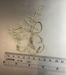 Alectoria sarmentosa