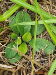 Salvia lyrata