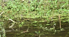 Thamnophis proximus orarius