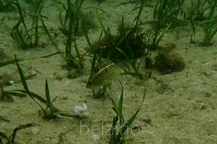 Notolabrus gymnogenis