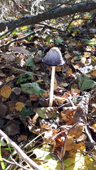 Coprinus comatus