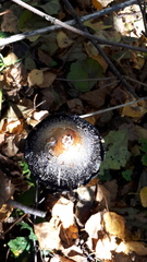 Coprinus comatus