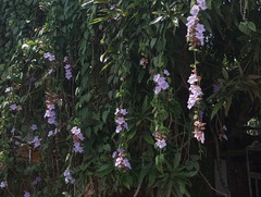 Thunbergia