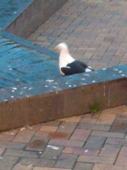 Larus dominicanus dominicanus