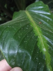 Goeppertia leucostachys