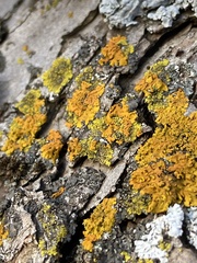 Xanthomendoza hasseana