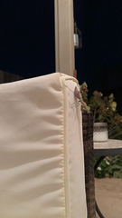 Stagmomantis carolina