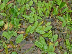 Ottelia ovalifolia