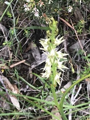 Prasophyllum album