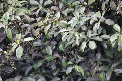 Turpinia formosana
