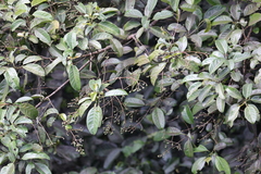Turpinia formosana