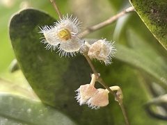 Stelis eublepharis