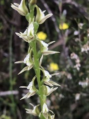 Prasophyllum album