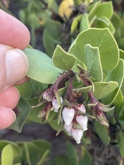 Arctostaphylos montereyensis
