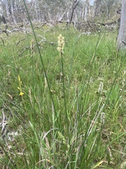 Carex tereticaulis