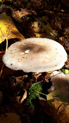 Basidiomycota