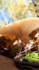 Basidiomycota