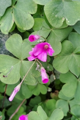 Oxalis articulata