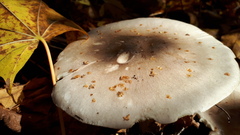 Basidiomycota