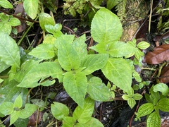 Coleus scutellarioides
