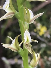 Prasophyllum album