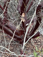Arctostaphylos montereyensis