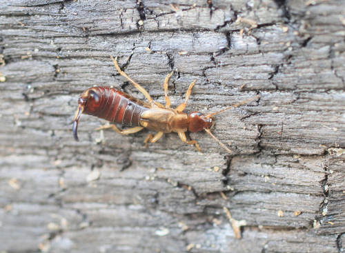 Forficula vicaria photo 2