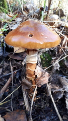 Cortinarius trivialis