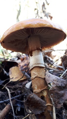 Cortinarius trivialis
