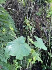 Piper umbellatum