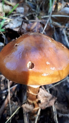 Cortinarius trivialis