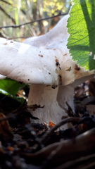 Clitocybe