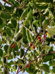Celtis caudata
