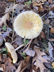 Amanita wellsii
