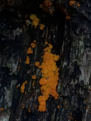 Dacrymyces capitatus