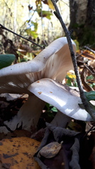 Clitocybe