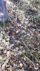 Cortinarius trivialis