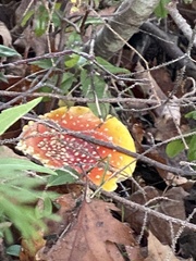 Amanita wellsii