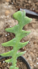 Selenicereus anthonyanus